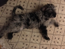 Bergi-Yoga: Der liegend-galloppierende Hund