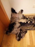 Bergi-Yoga: Der doppelt verdrehte Hund