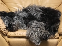Ein Sessel voller Hund: Hier hilft die Nasen-Regel