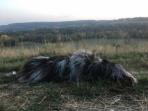 Ein Berg-Hund