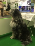 Gaia empfängt die Besucher am Stand, hm, vielleicht hat es ihr auch nur der Beagle am Stand schräg gegenüber angetan.
