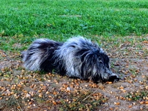 Gaia im Park-Modus