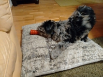 Gaia bei der Arbeit mit vollem Körpereinsatz