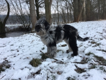 Gaia im Pelzmantel im Schnee, 06.02.2018