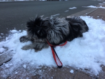 Gaia auf dem Schneehaufen