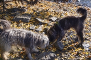 Zsuzsa & Elwood