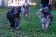 Elwood & Pepper & Zsuzsa