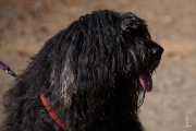 Elwood