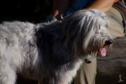Sam