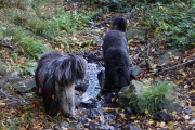 Elwood & Bacio