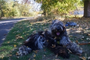 Elwood