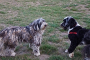 Rosa & Emillio Camillo