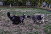 Elwood & Zsuzsa