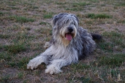 Zsuzsa