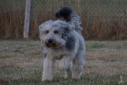 Sam