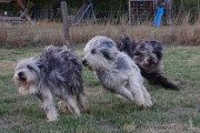 Zsuzsa & Sam & Elwood