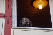 Elwood