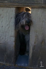 Elwood