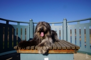 Elwood