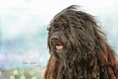 IMG_2527-tex
