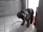 Gaia und der Maulkorbtest