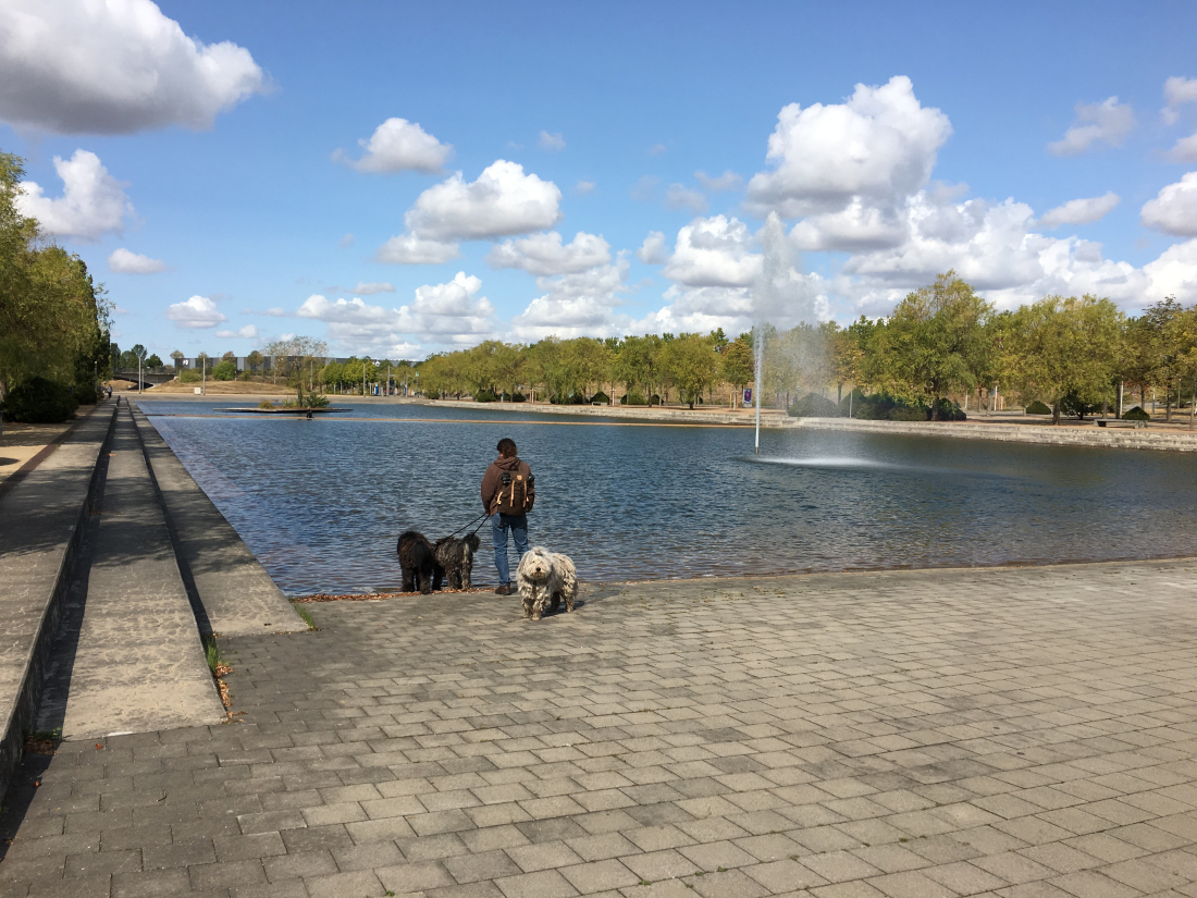Hund Katz Ausstellung Oder 6 Bergamasker In Leipzig