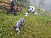Lea – ein Alpenhütehund?