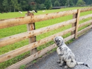 Lea – ein Alpenhütehund?