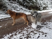 Lea und ihr Buddy Sancho