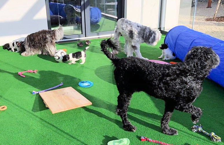 Bergi S Adventskalender 2019 Sieben Rassen Hinter 24 Turchen Bergamasker Hirtenhund