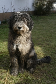 Fosco Rumo