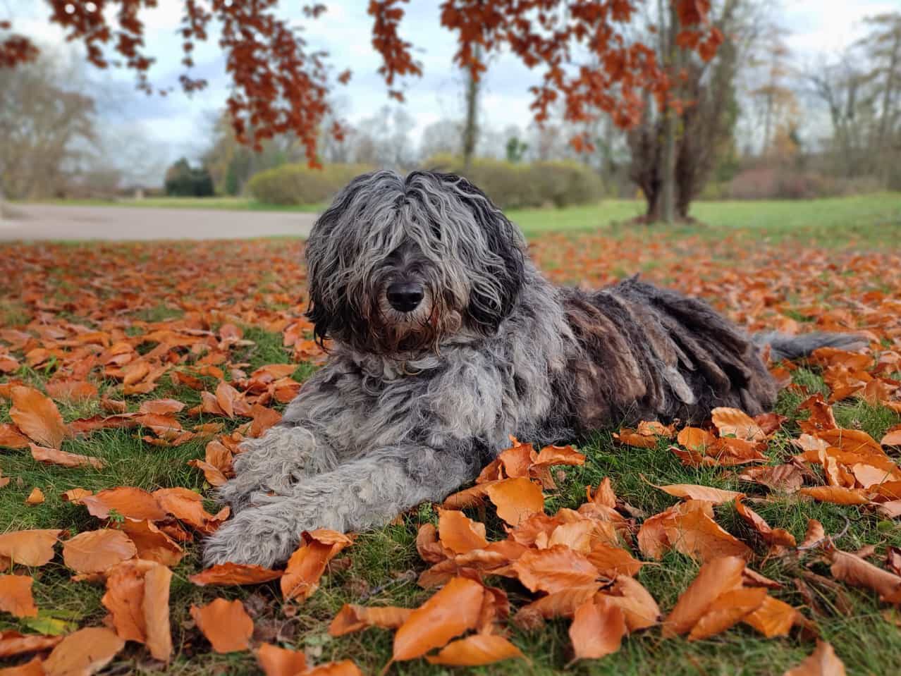 Bergamasker Hirtenhund