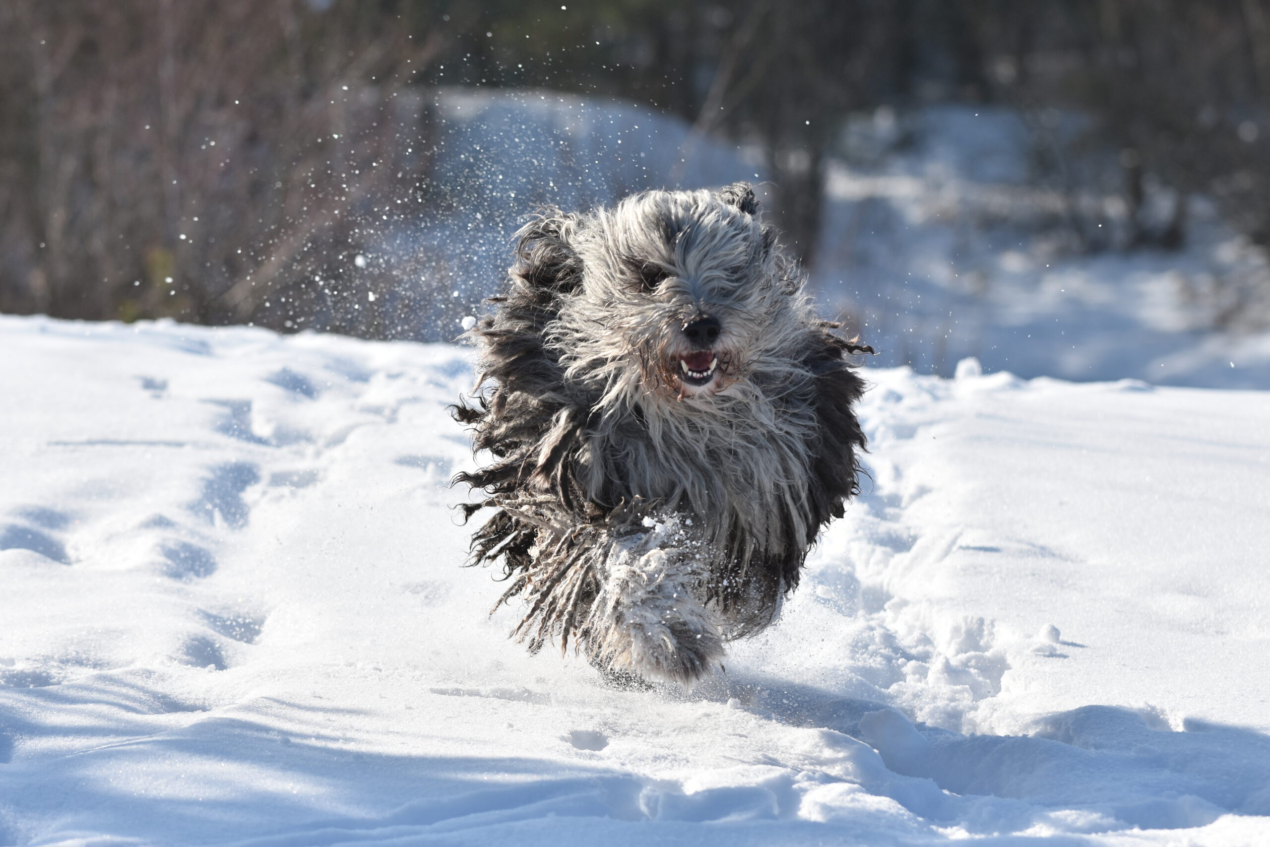 Bergamasker Hirtenhund