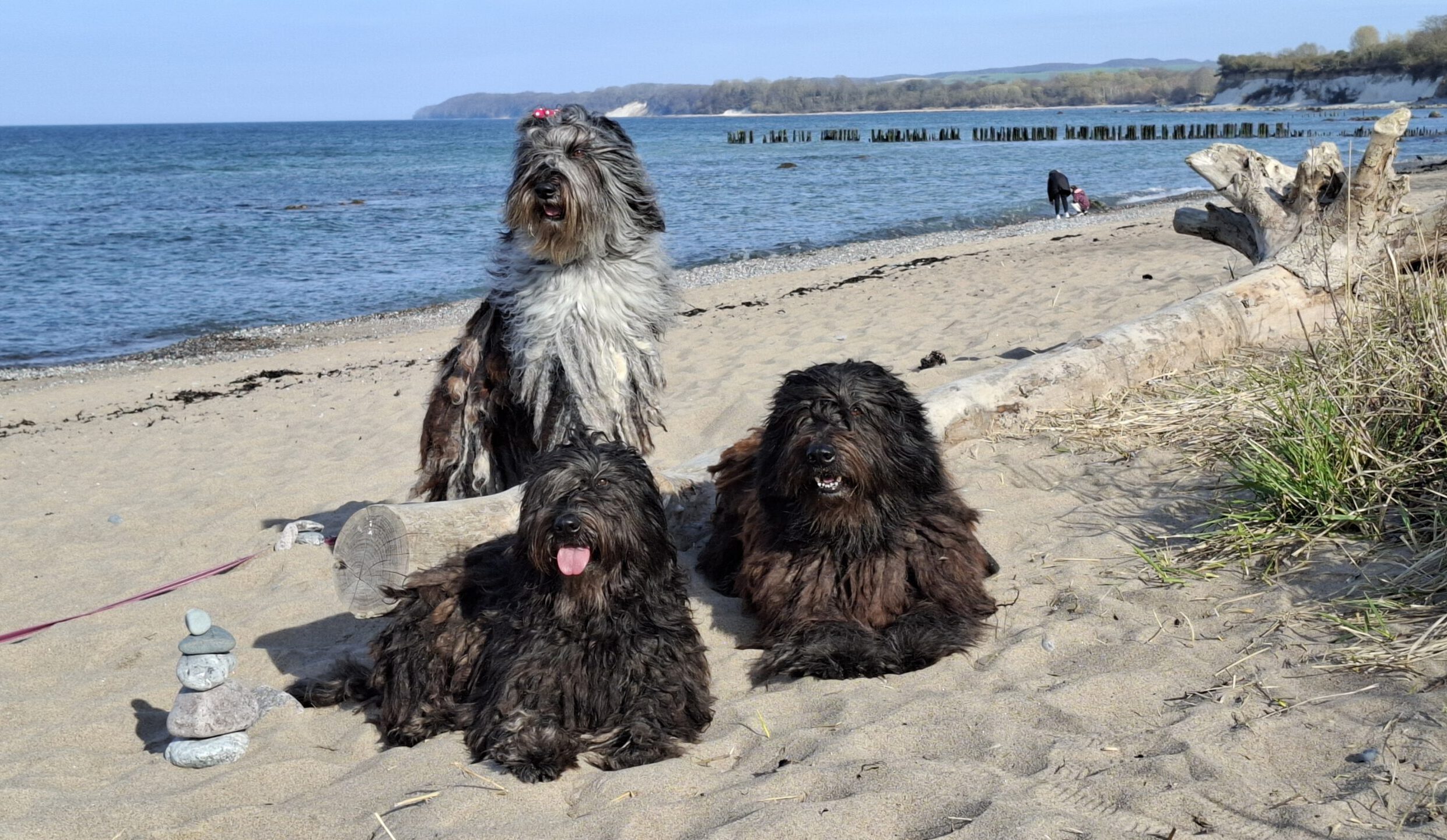 Bergamasker Hirtenhund